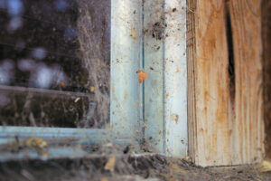 Læs mere om artikel Bekæmpelse af edderkopper