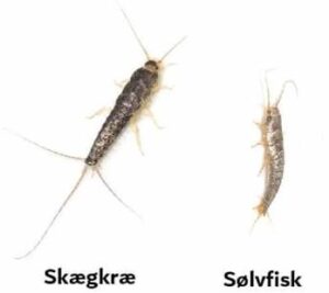 Læs mere om artikel Skægkræ eller sølvfisk